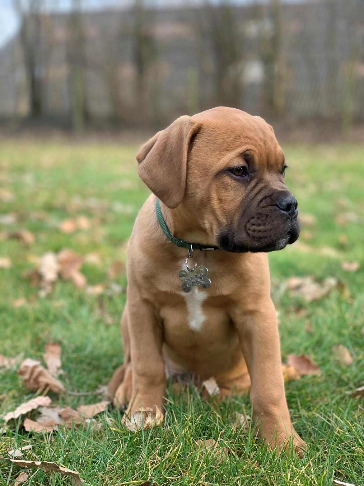 Dogue de bordeaux Simba billede 18