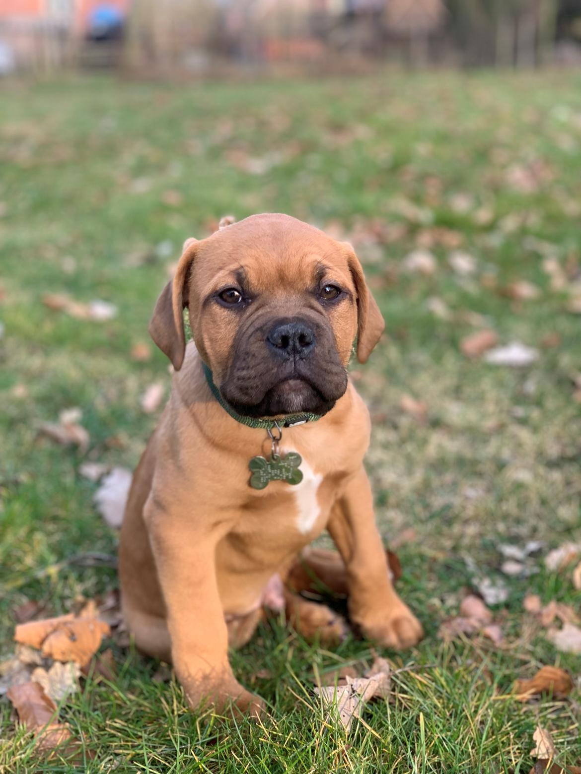 Dogue de bordeaux Simba billede 20