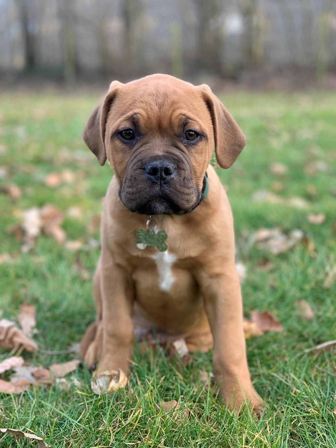 Dogue de bordeaux Simba billede 19