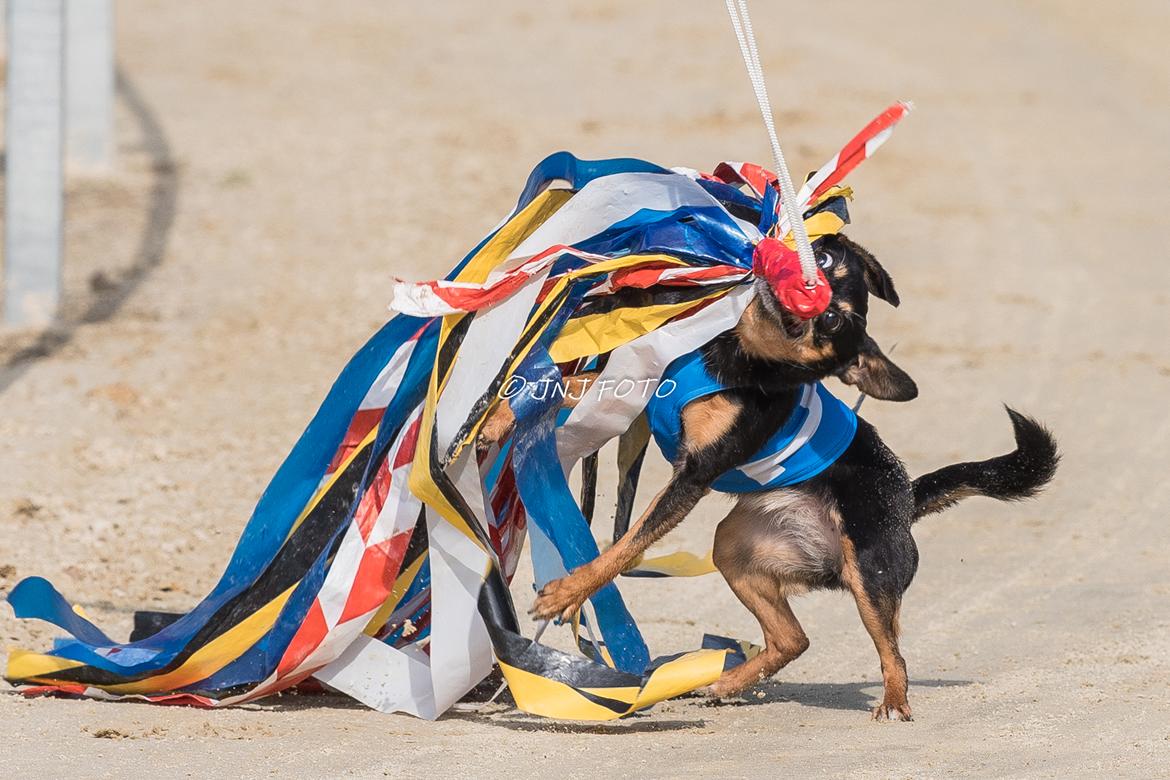 Blanding af racer My billede 48