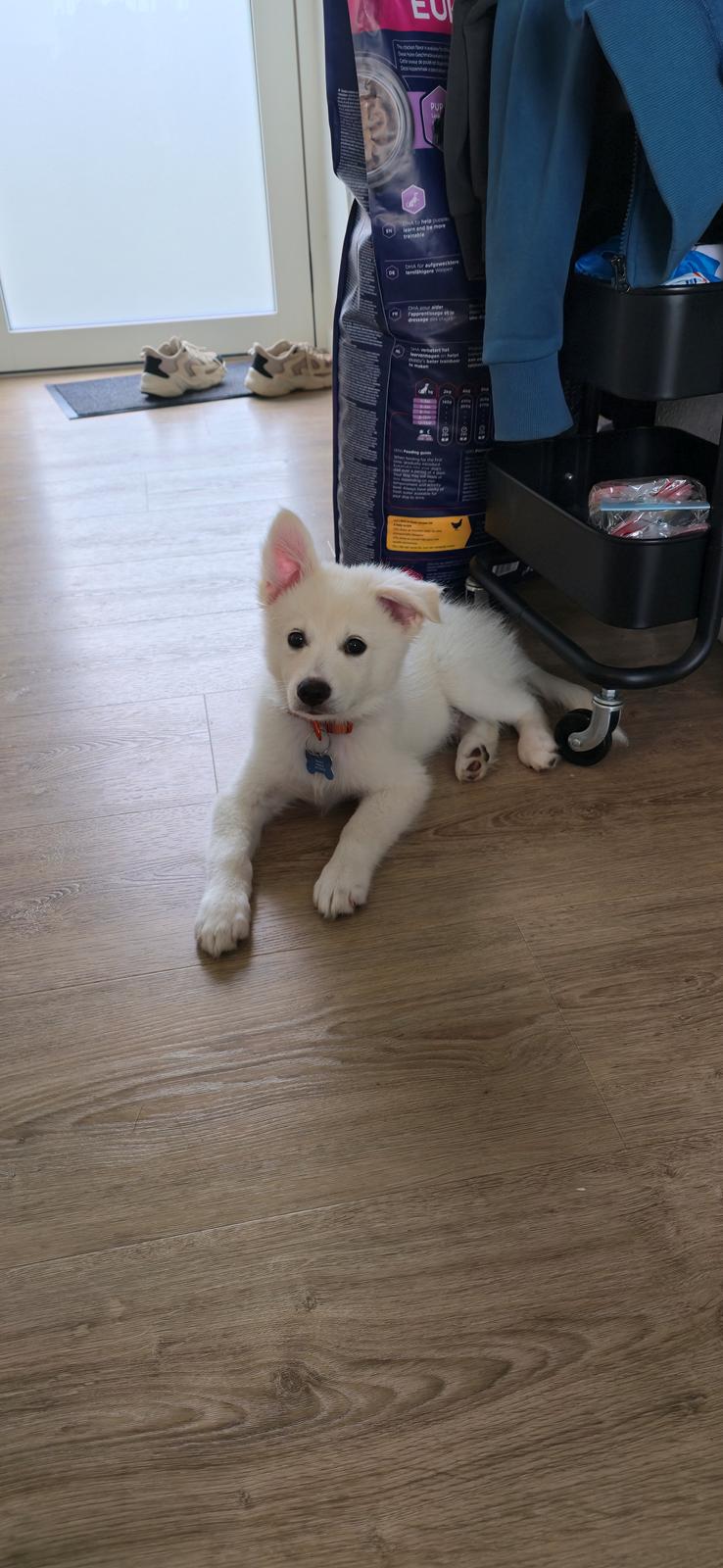 Dansk Spids Sirius billede 9