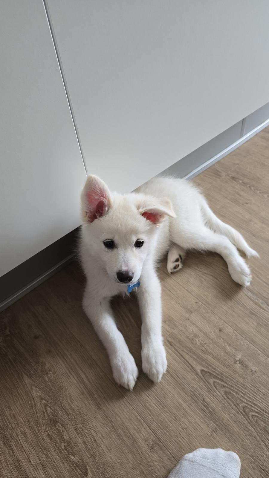 Dansk Spids Sirius billede 10