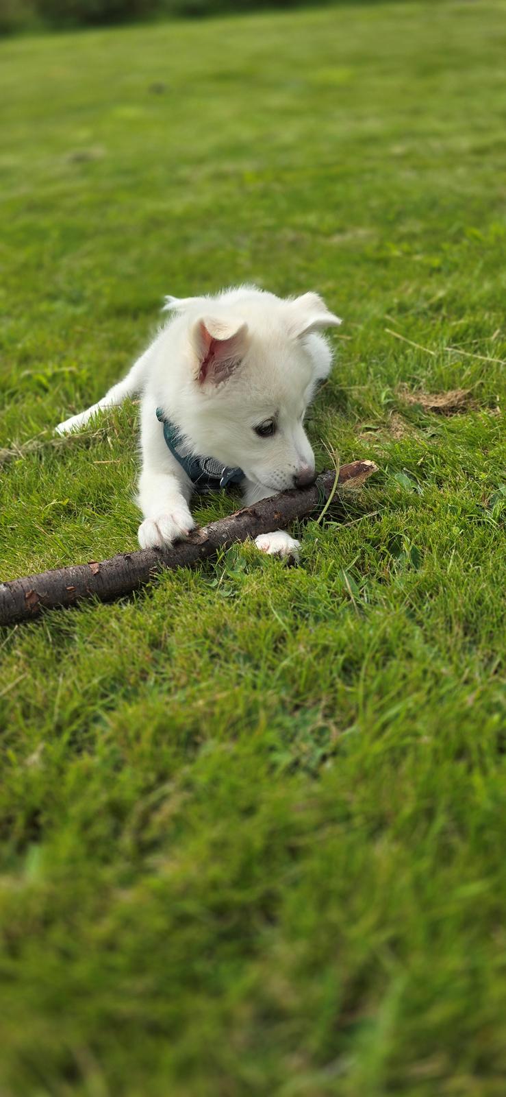 Dansk Spids Sirius billede 11