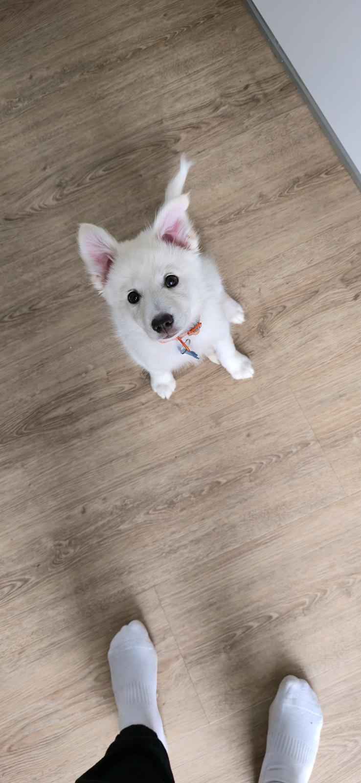 Dansk Spids Sirius billede 12