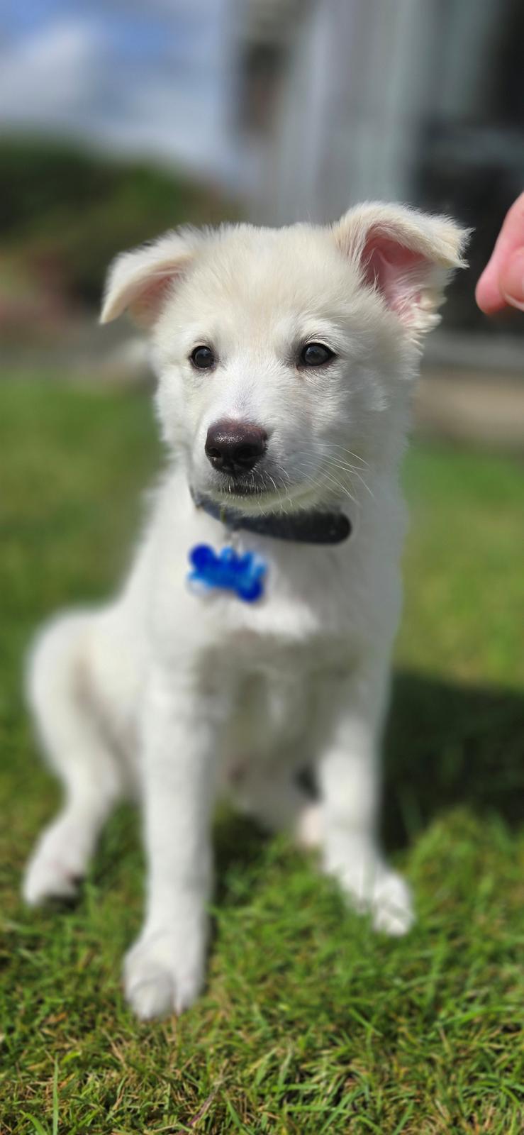 Dansk Spids Sirius billede 13