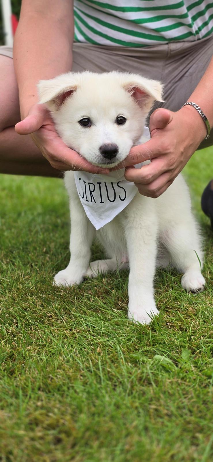 Dansk Spids Sirius billede 14