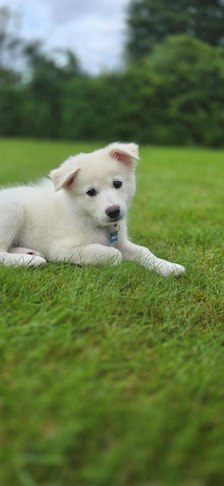 Dansk Spids Sirius billede 15