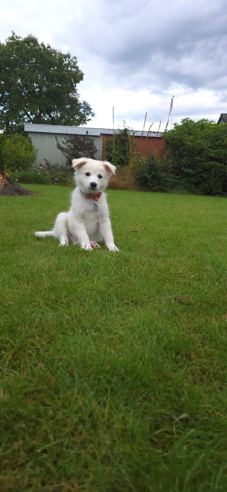 Dansk Spids Sirius billede 16