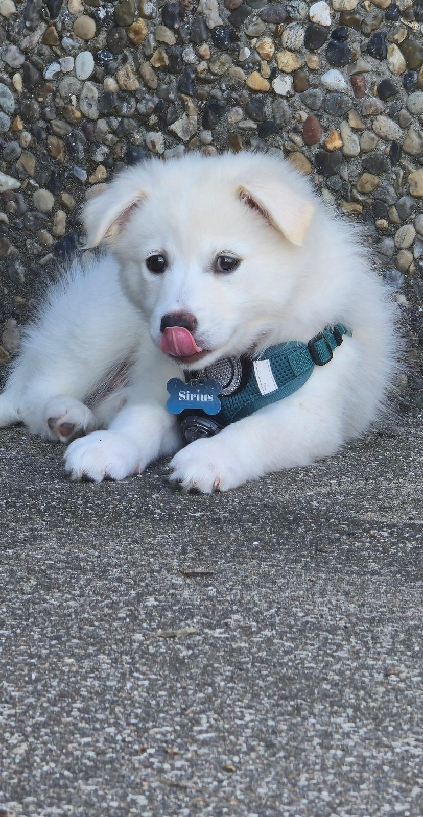 Dansk Spids Sirius billede 17