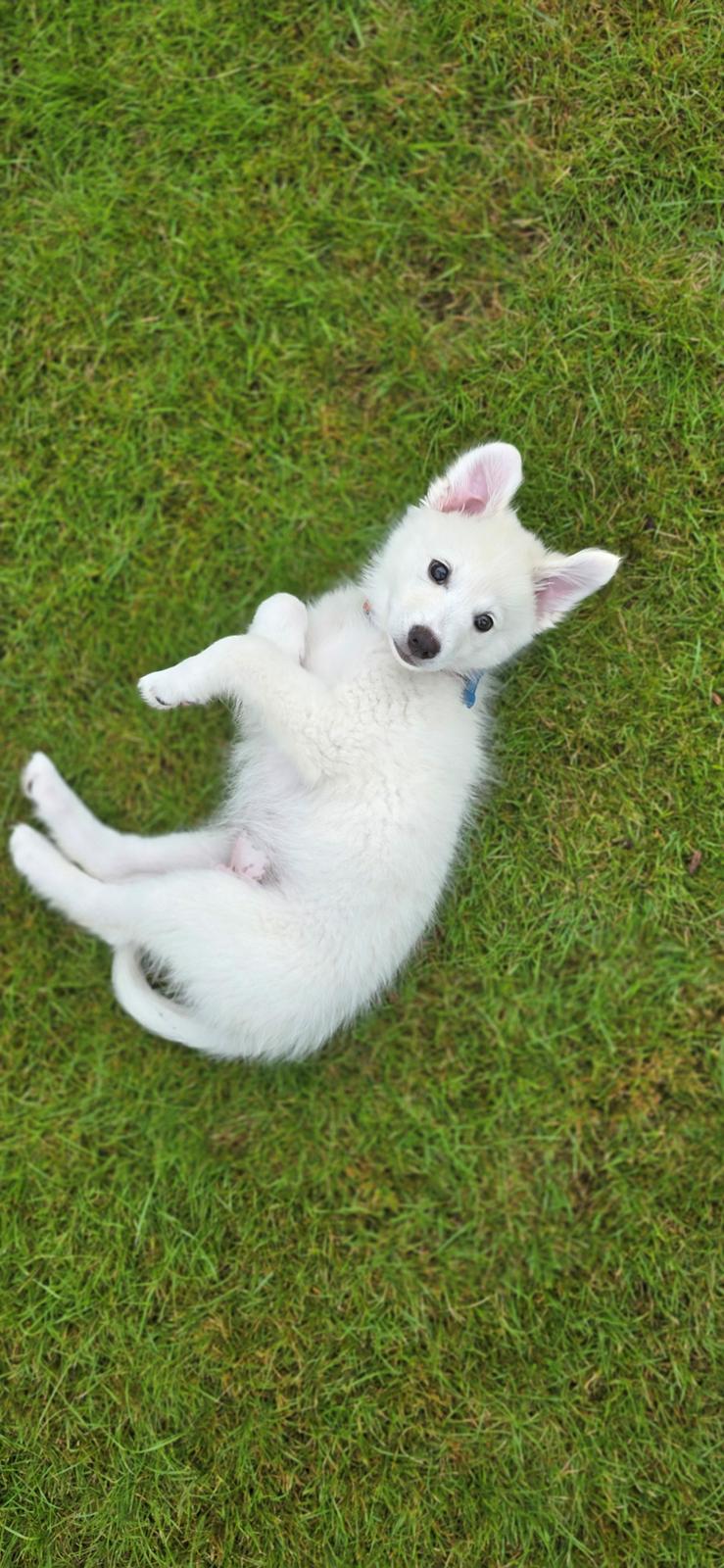 Dansk Spids Sirius billede 18