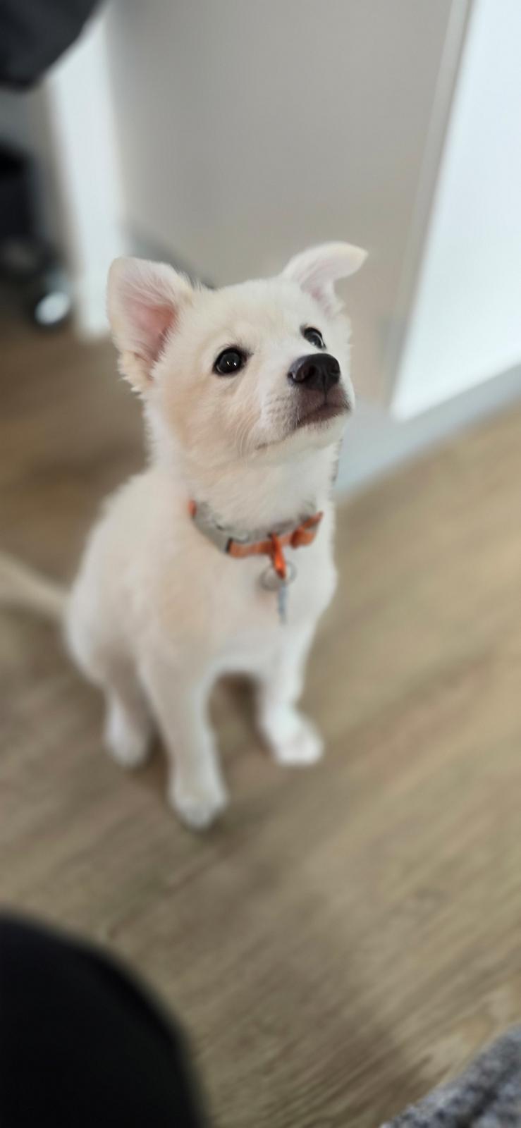 Dansk Spids Sirius billede 19