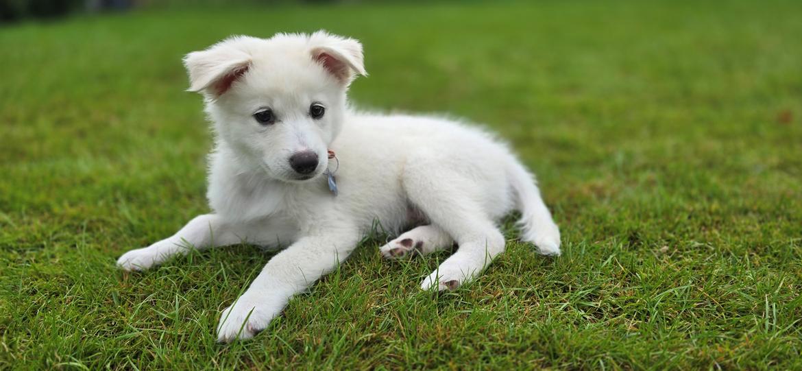 Dansk Spids Sirius billede 20