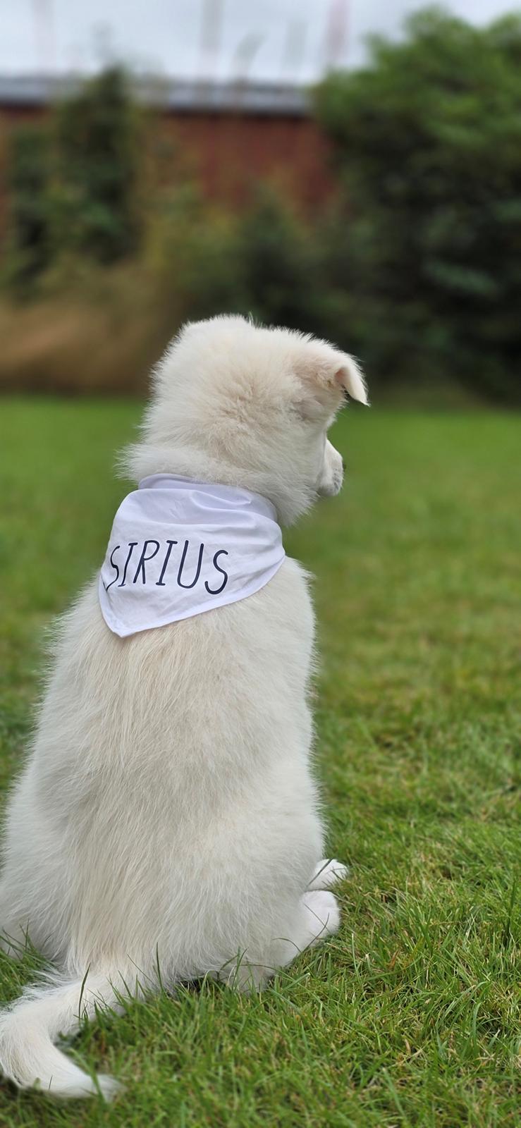 Dansk Spids Sirius billede 21