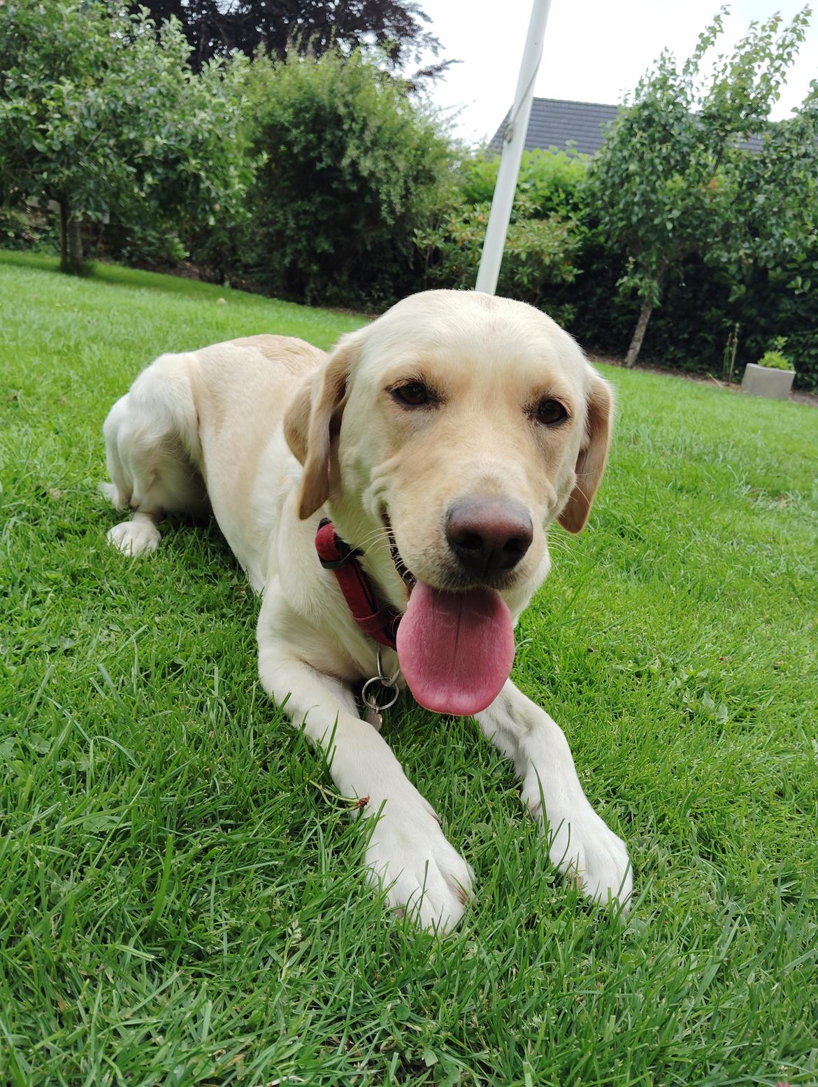 Labrador retriever Puk billede 33