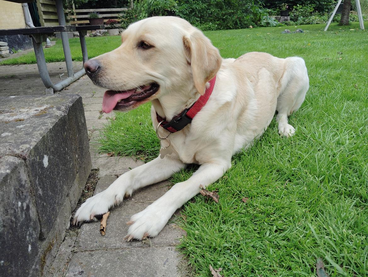 Labrador retriever Puk billede 22