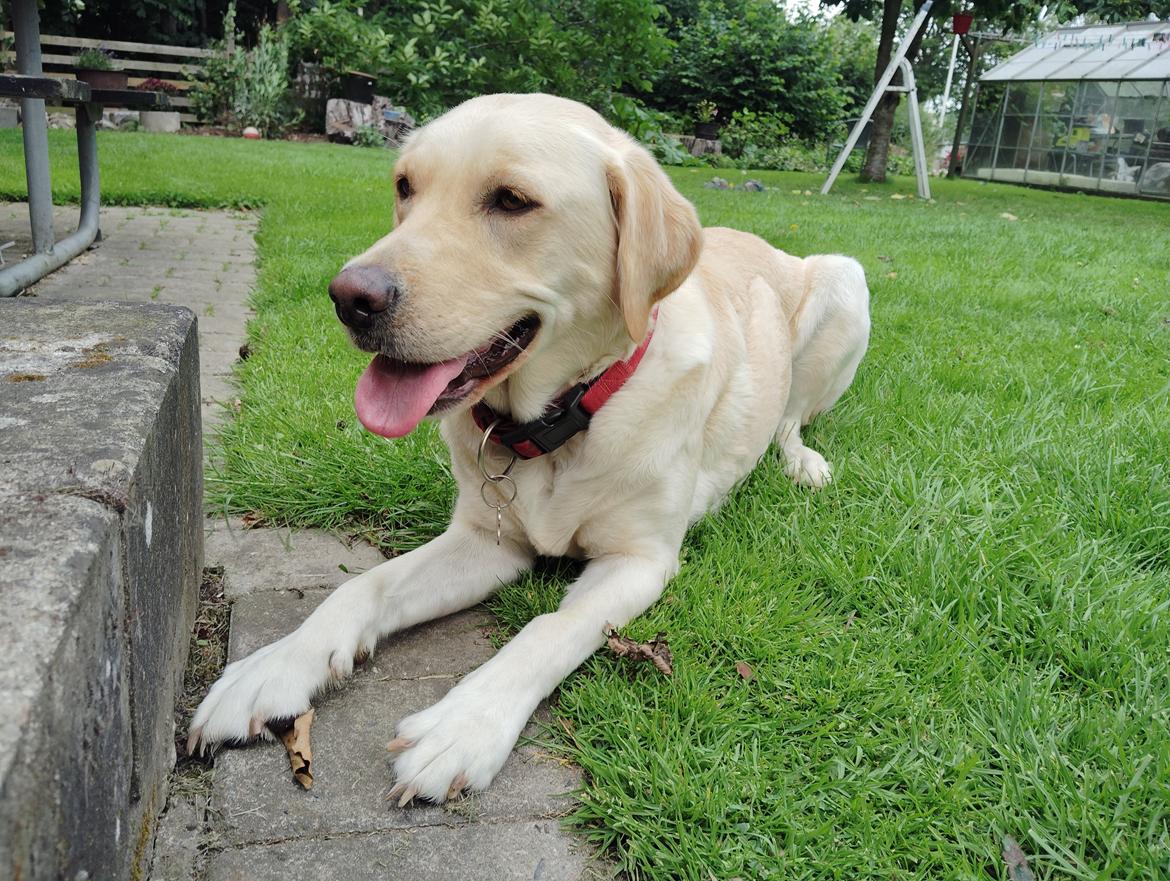 Labrador retriever Puk billede 1