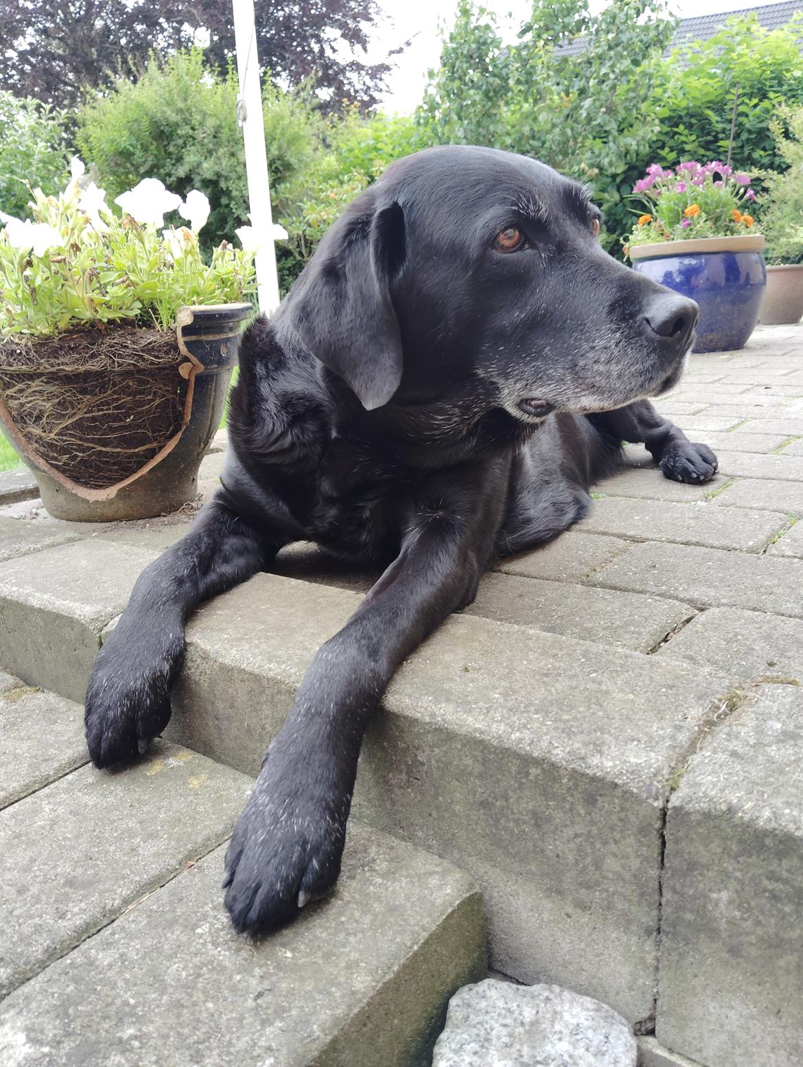 Labrador retriever Sif billede 1