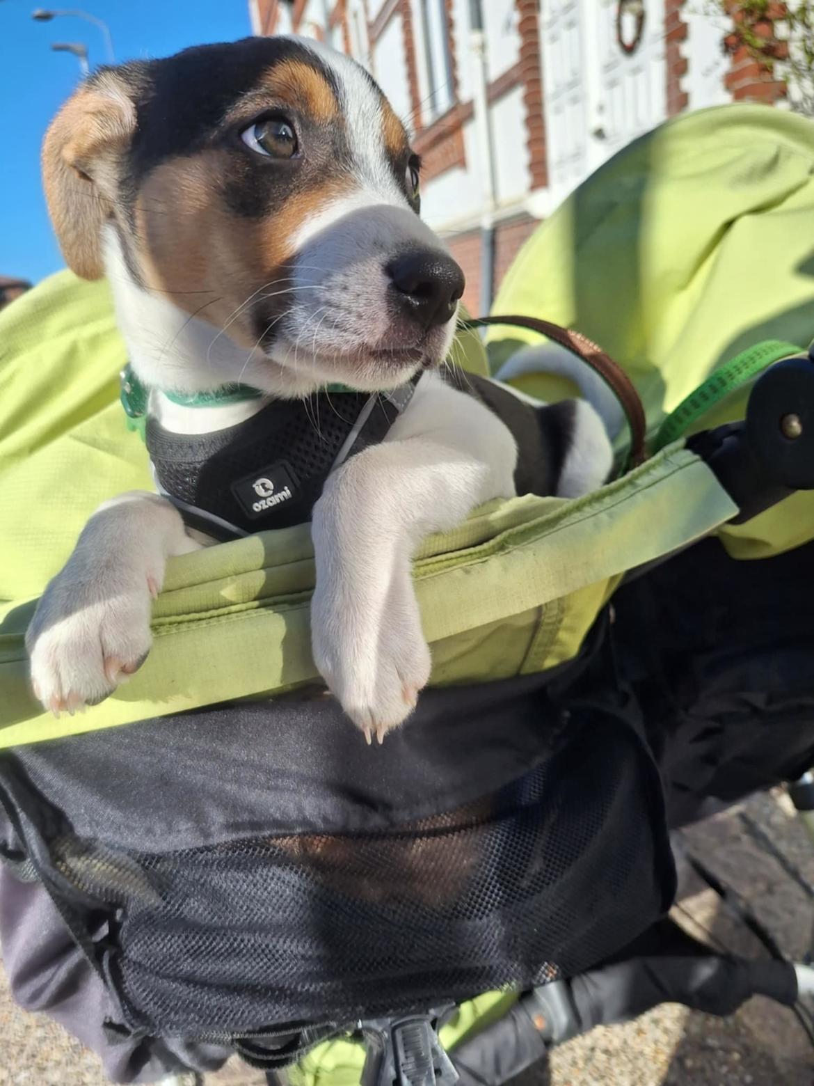 Dansk svensk gaardhund Otto  billede 3