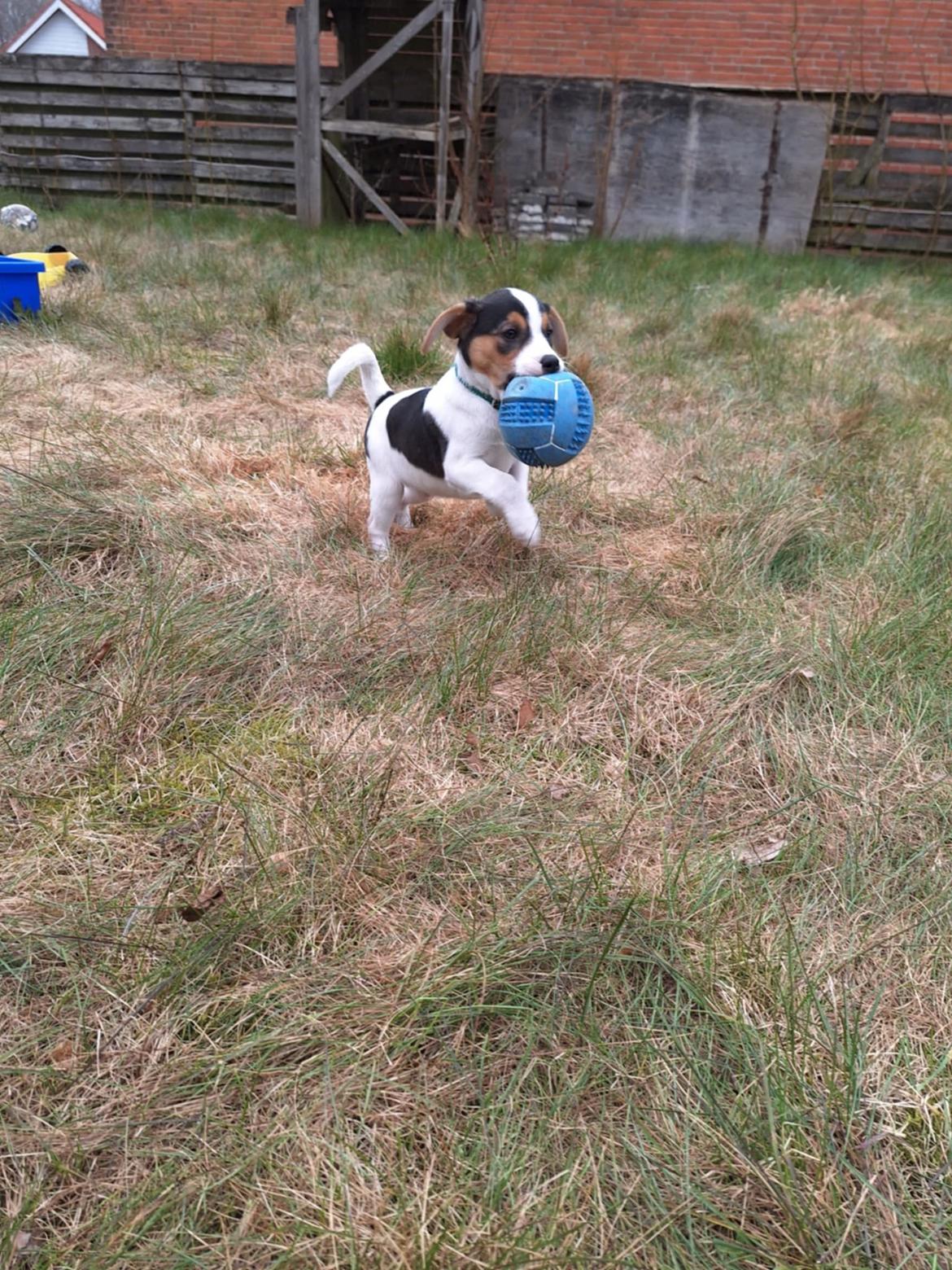 Dansk svensk gaardhund Otto  billede 4