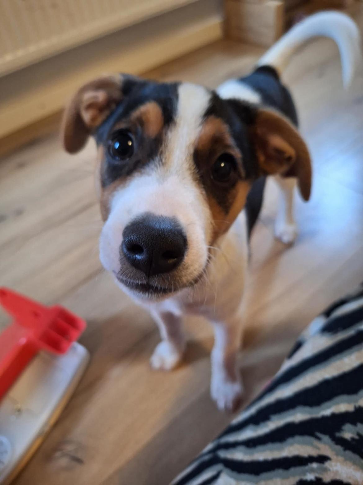 Dansk svensk gaardhund Otto  billede 2