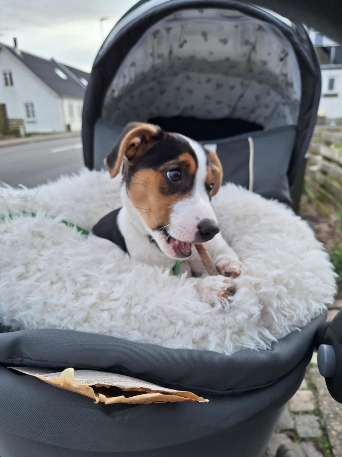 Dansk svensk gaardhund Otto  billede 1
