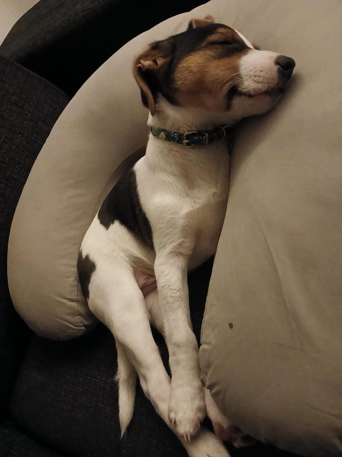 Dansk svensk gaardhund Otto  billede 7