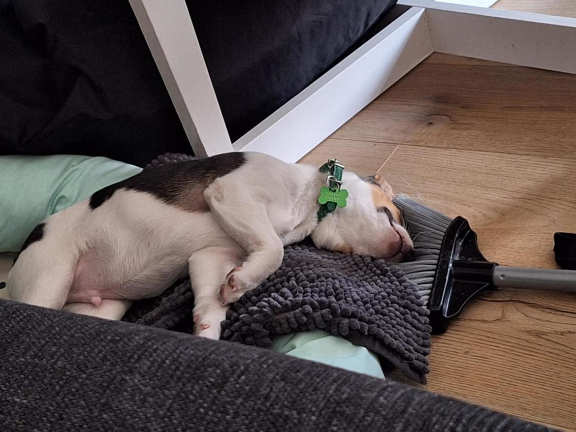 Dansk svensk gaardhund Otto  billede 6