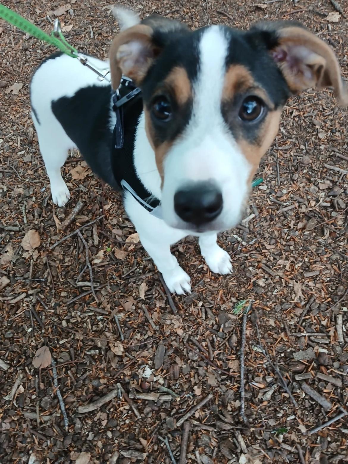 Dansk svensk gaardhund Otto  billede 8