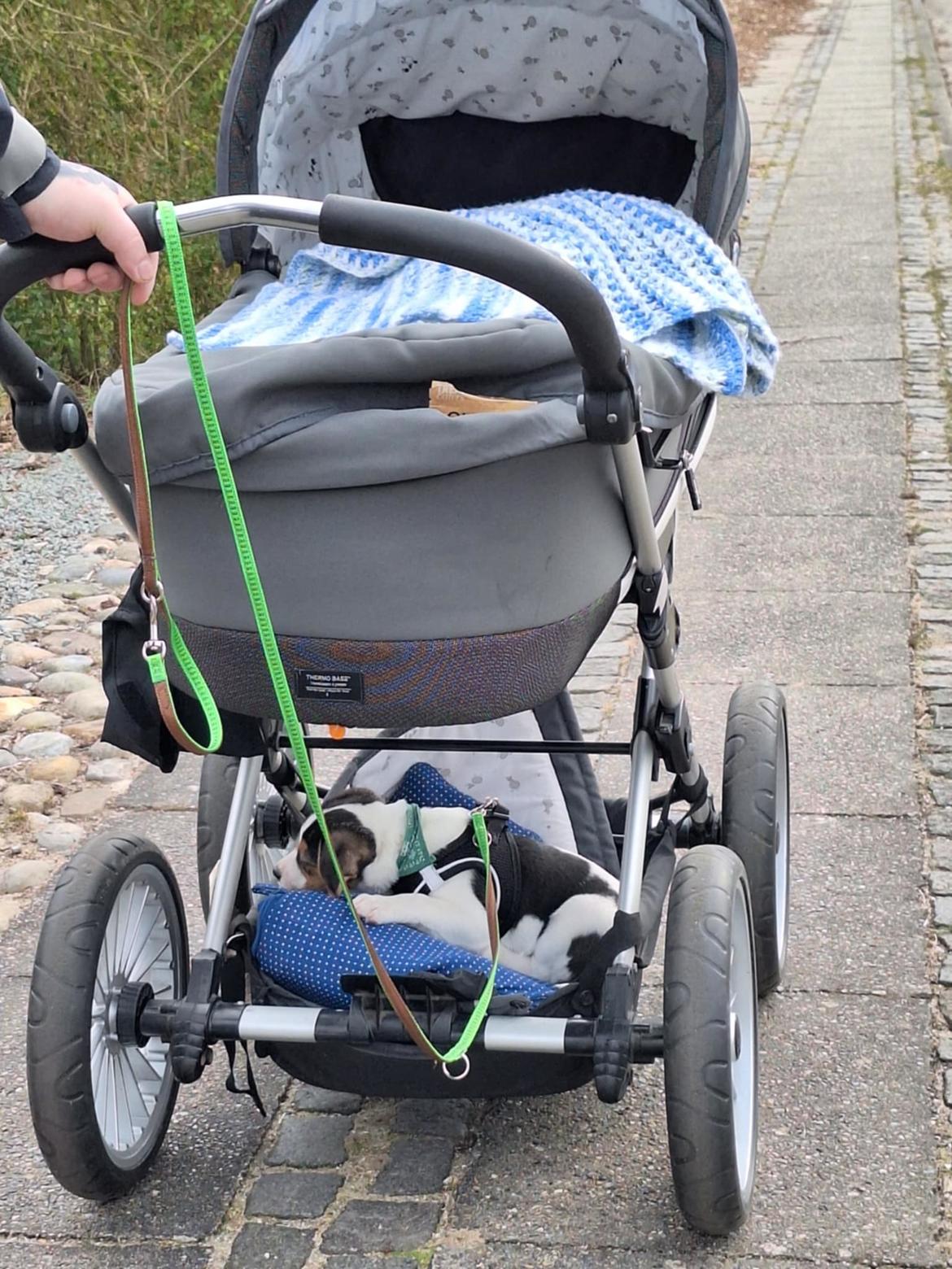 Dansk svensk gaardhund Otto  billede 5