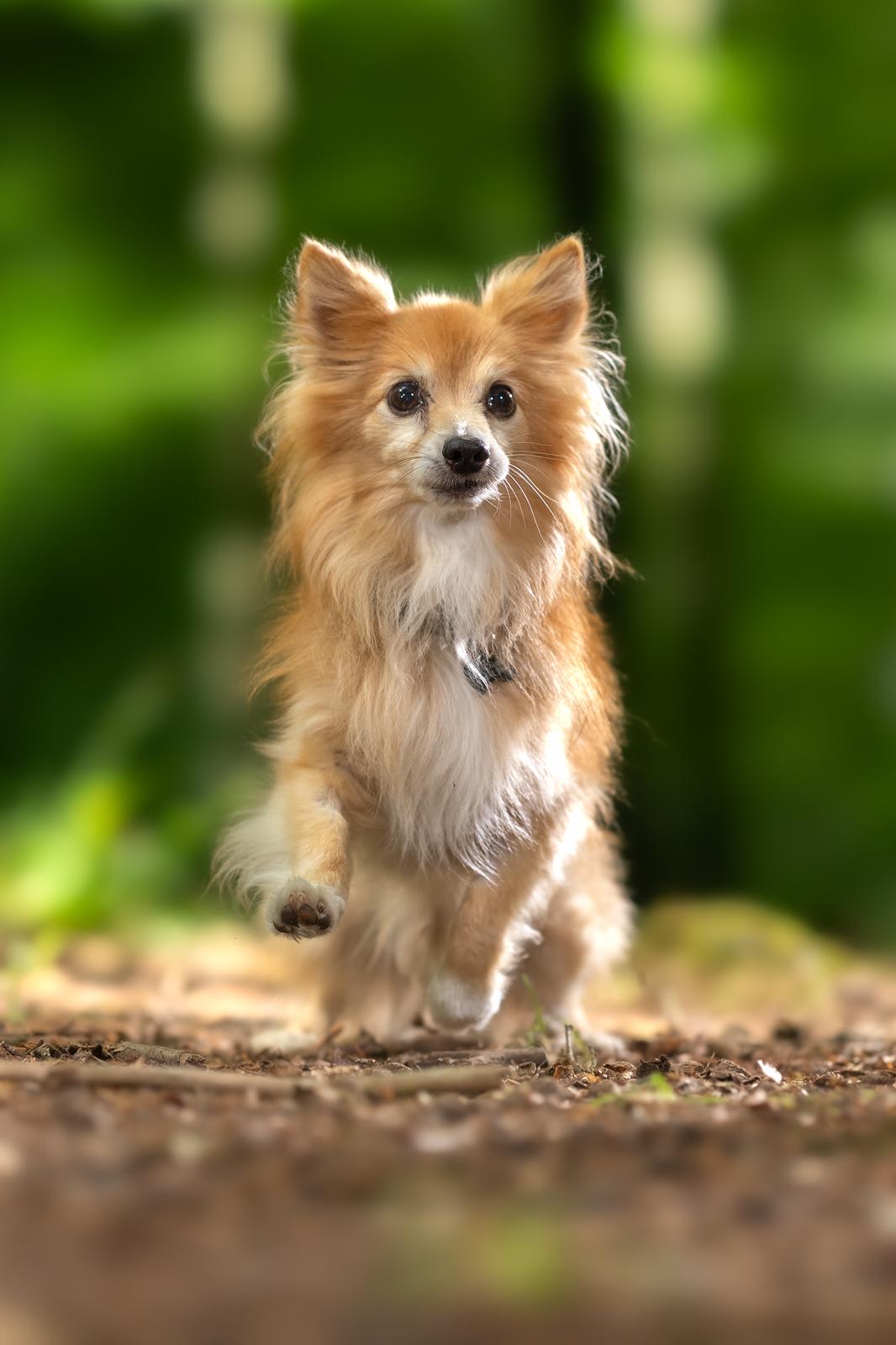 Blanding af racer Vaks [Himmelhund] billede 4