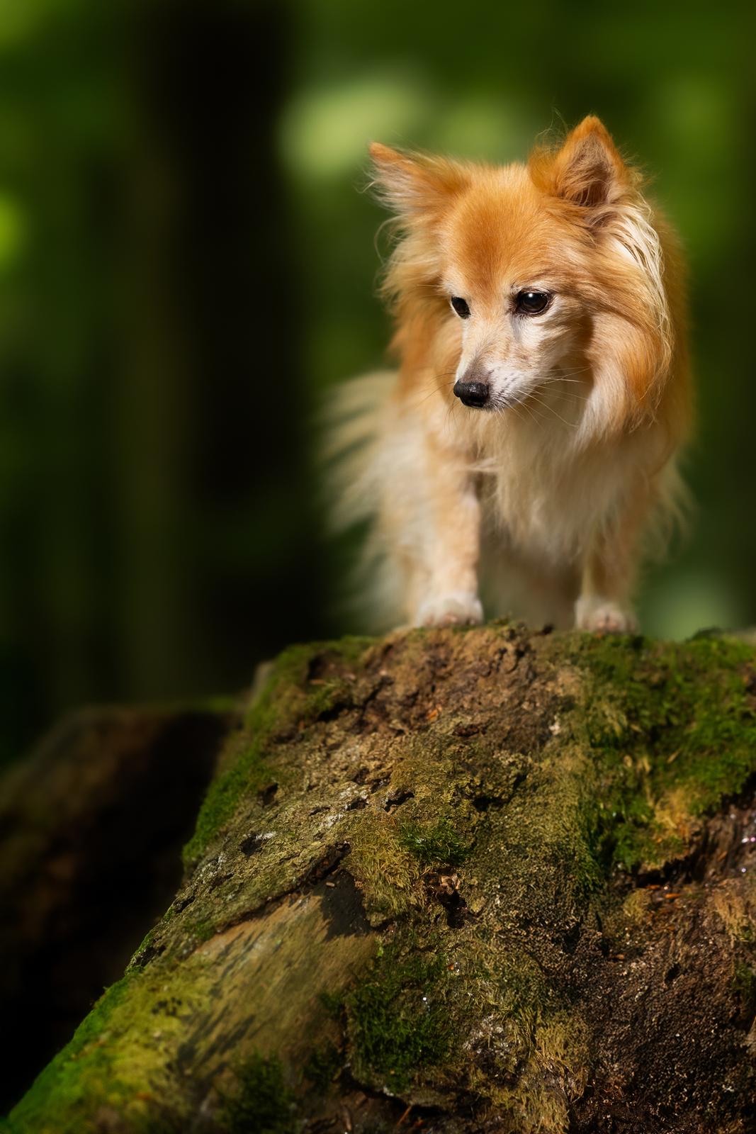 Blanding af racer Vaks [Himmelhund] billede 2