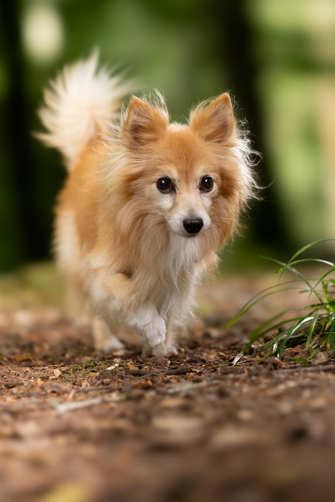 Blanding af racer Vaks [Himmelhund] billede 1