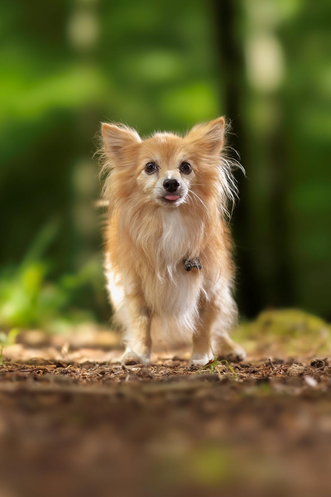 Blanding af racer Vaks [Himmelhund] billede 3