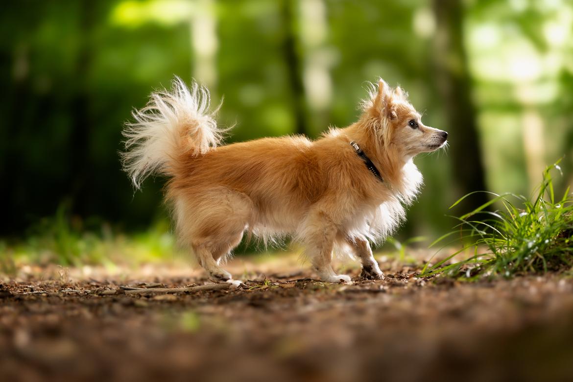 Blanding af racer Vaks [Himmelhund] billede 5