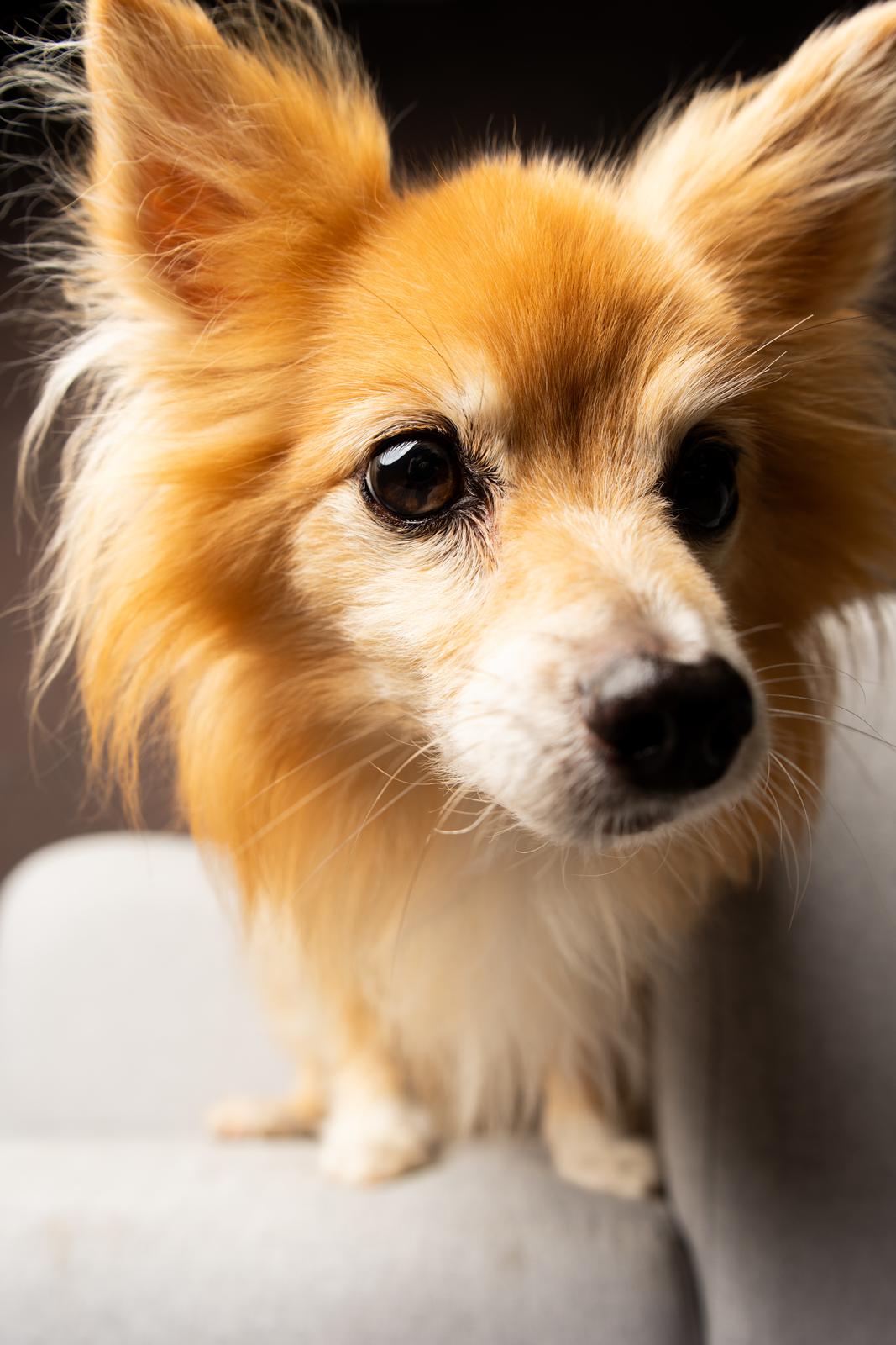 Blanding af racer Vaks billede 6