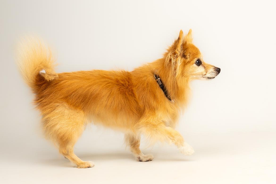 Blanding af racer Vaks [Himmelhund] billede 7