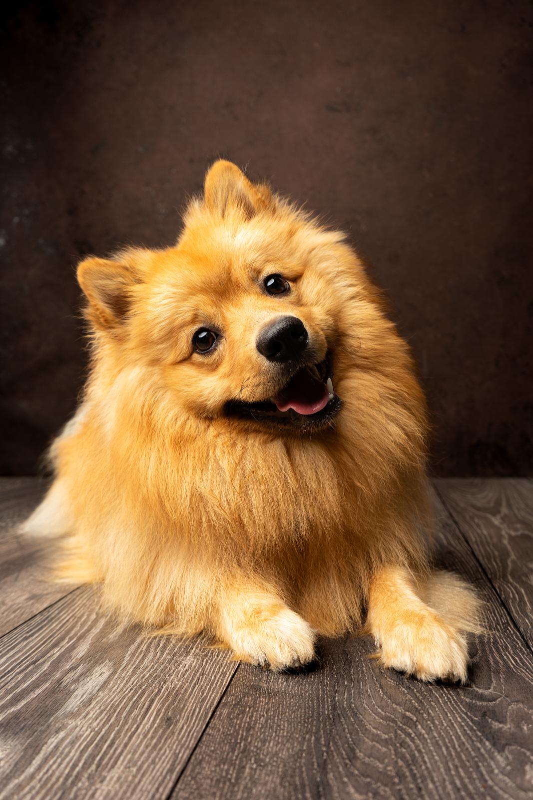 Mittelspitz Sprinkle billede 3