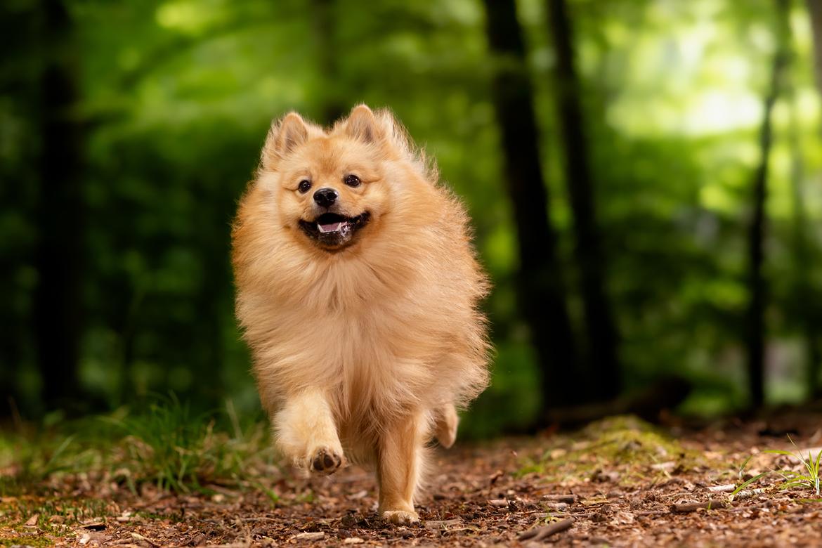 Mittelspitz Sprinkle billede 1