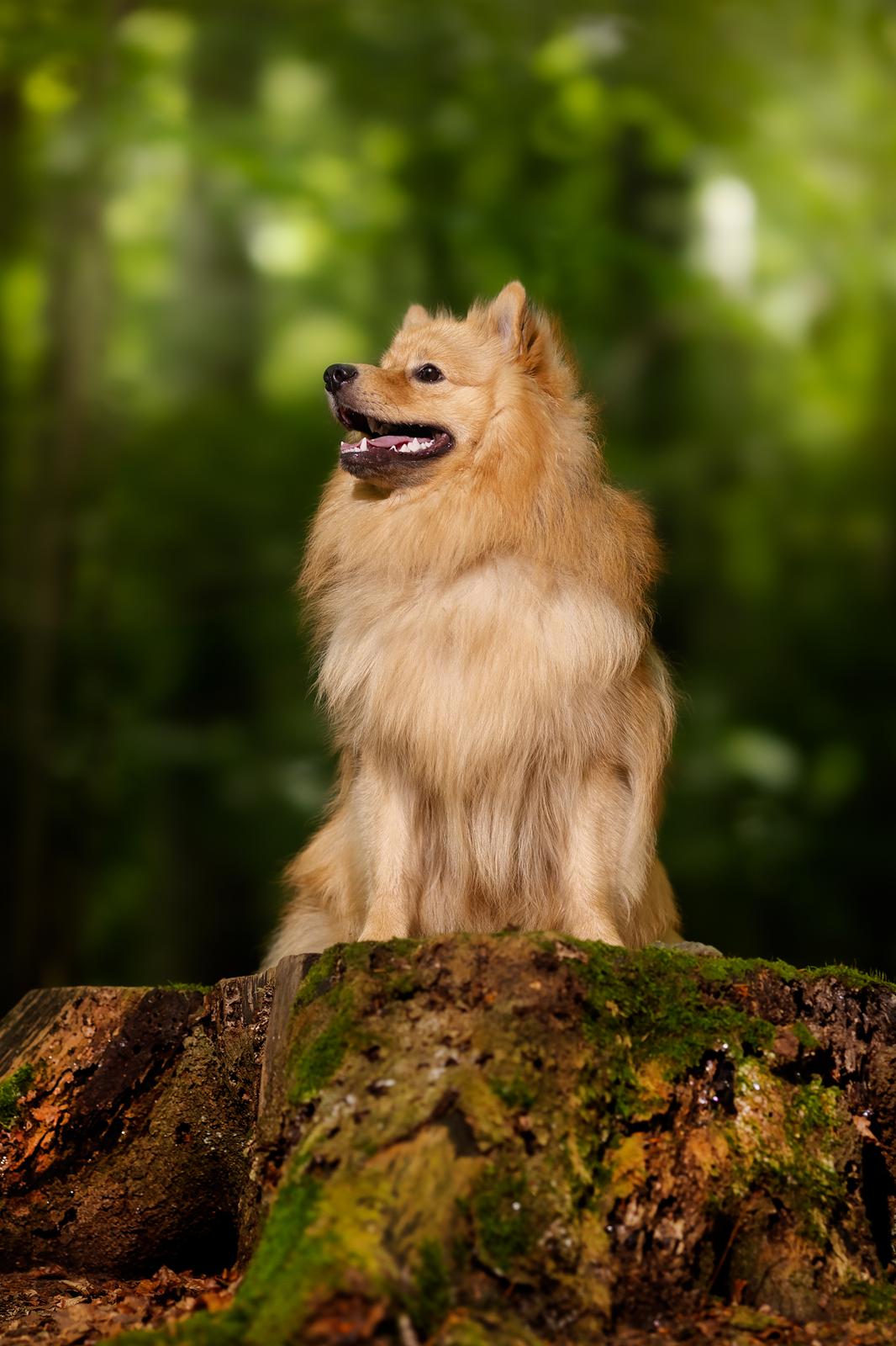 Mittelspitz Sprinkle billede 2