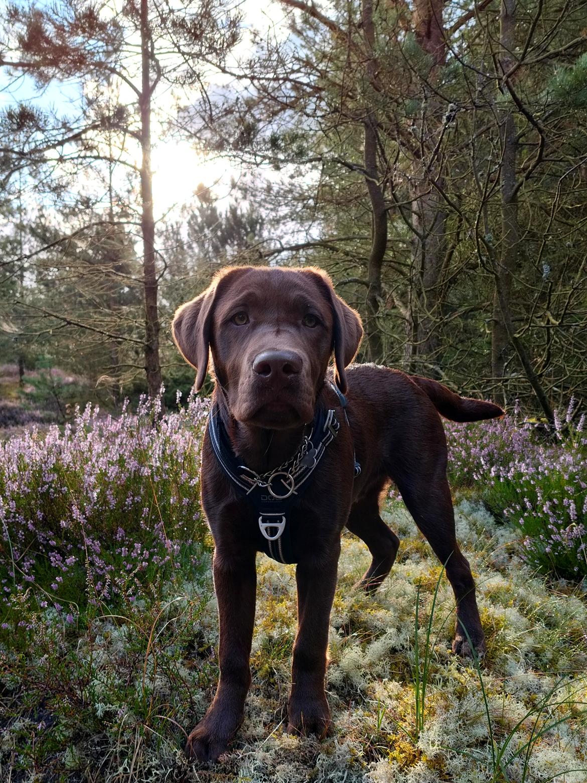 Labrador retriever Balder - 21. august 2025 billede 39