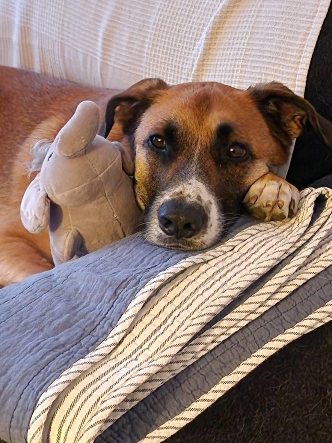 Blanding af racer Joey billede 5