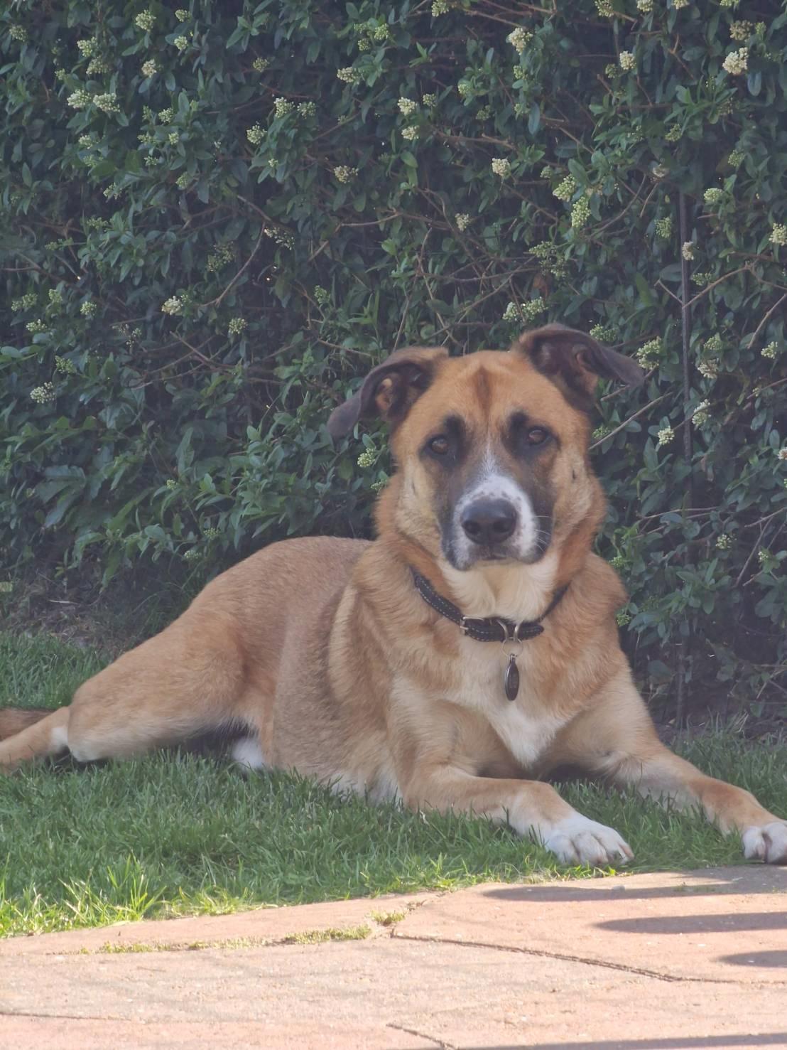 Blanding af racer Joey billede 1