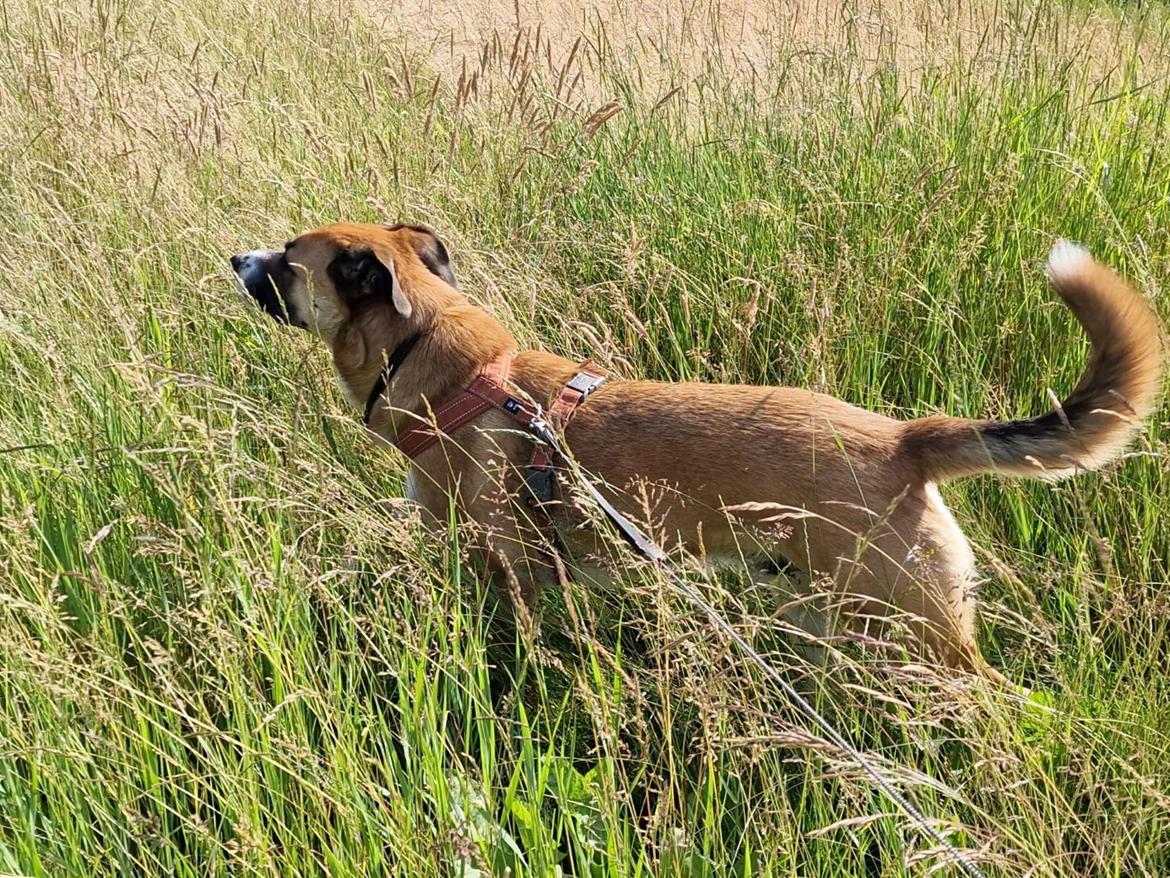 Blanding af racer Joey billede 3