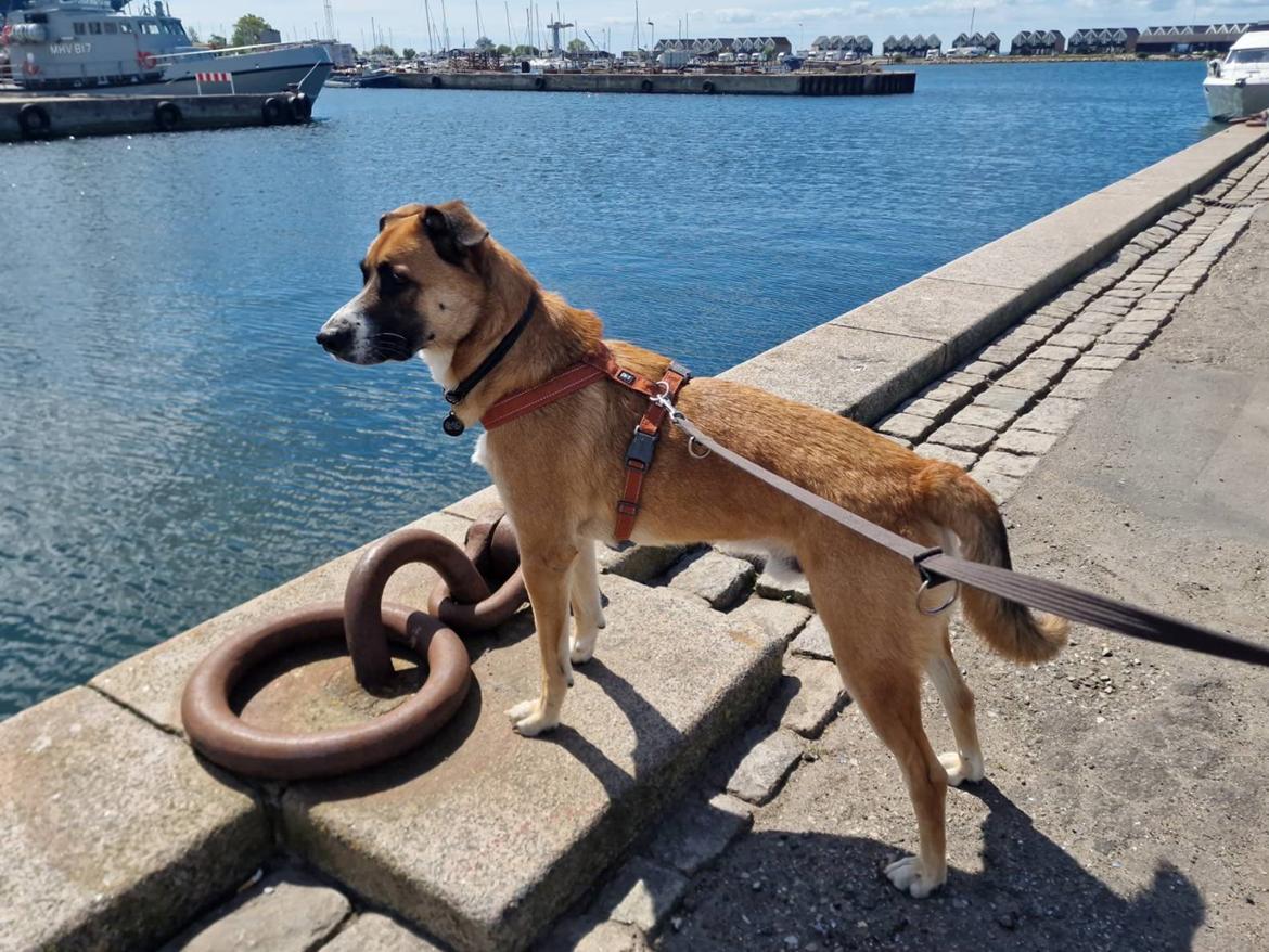 Blanding af racer Joey billede 4