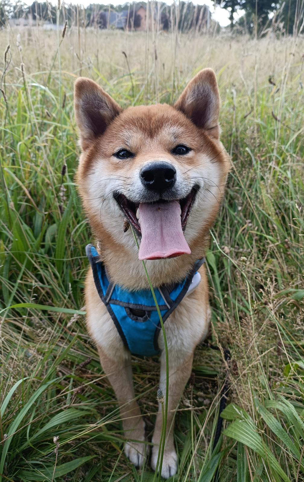 Shiba Pelle billede 11