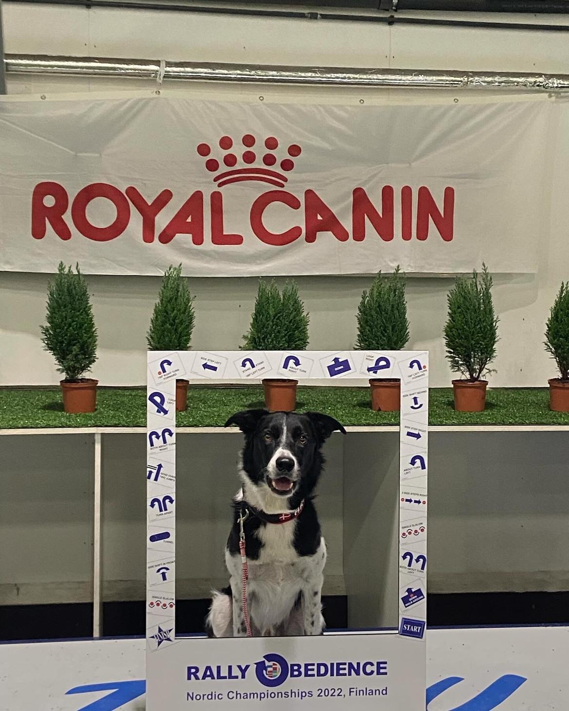 Border collie Archie (Himmelhund 2025)  billede 17