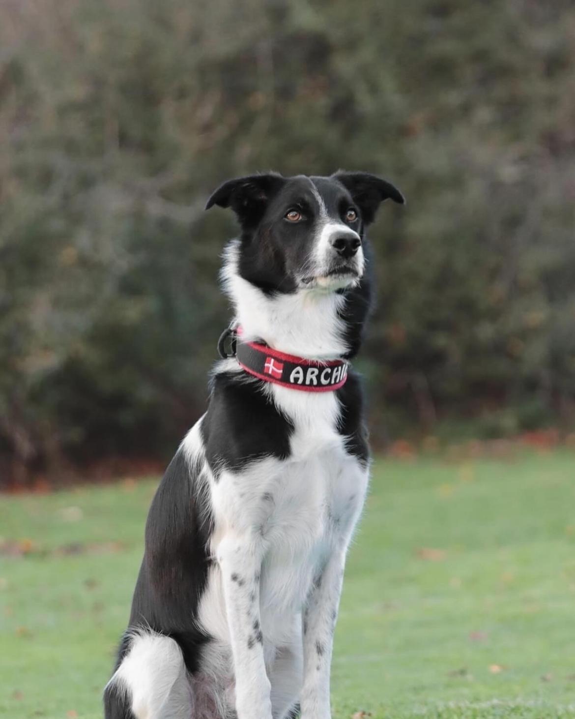 Border collie Archie (Himmelhund 2025)  billede 1