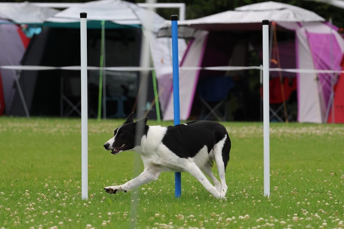 Border collie Miley billede 13
