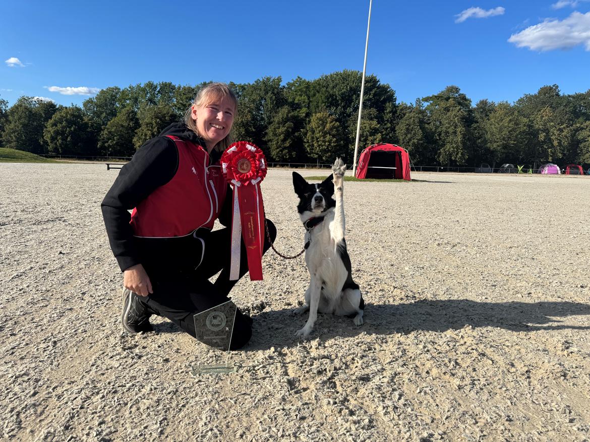 Border collie Miley billede 14
