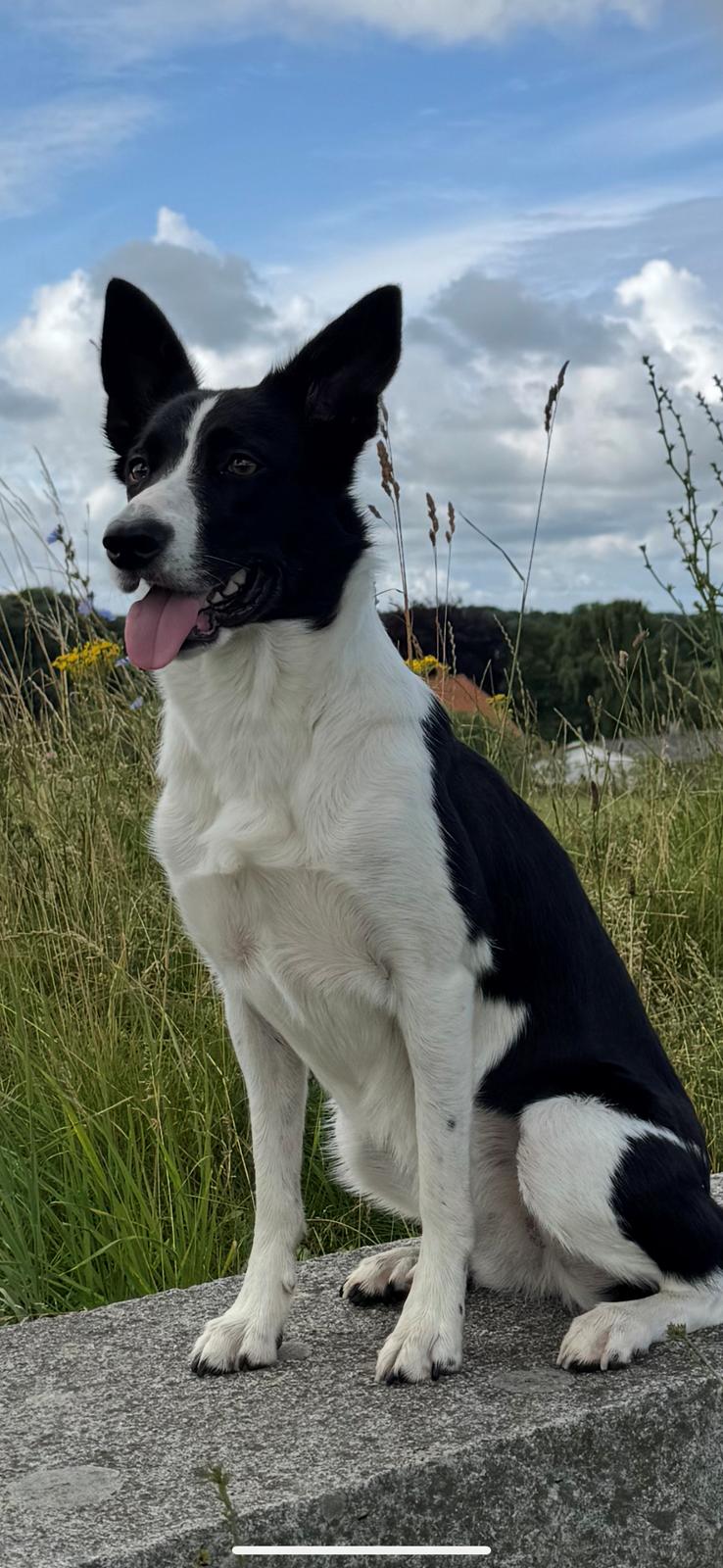 Border collie Miley billede 15